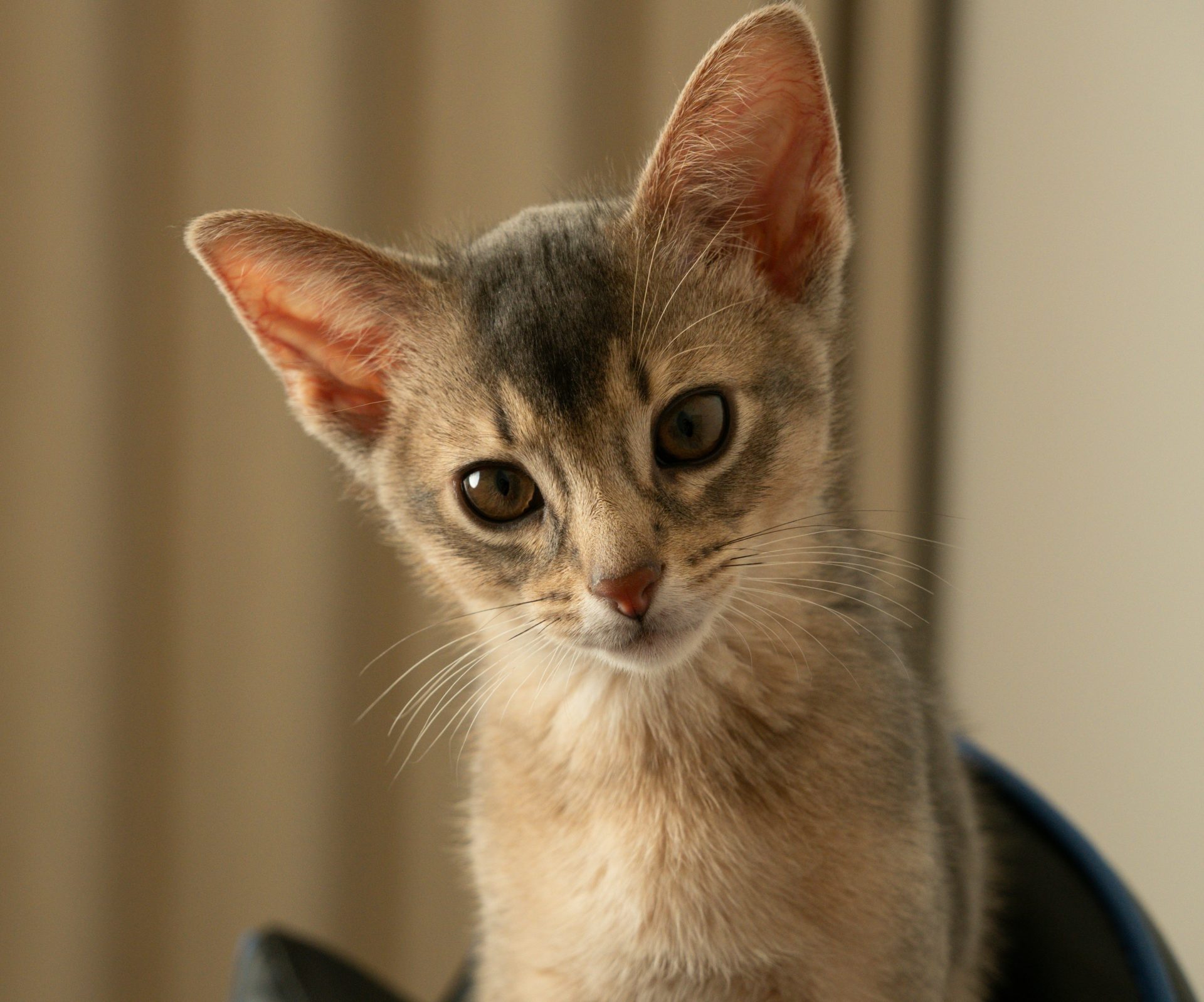 Un chaton abyssin curieux, aux grandes oreilles, regarde devant lui.