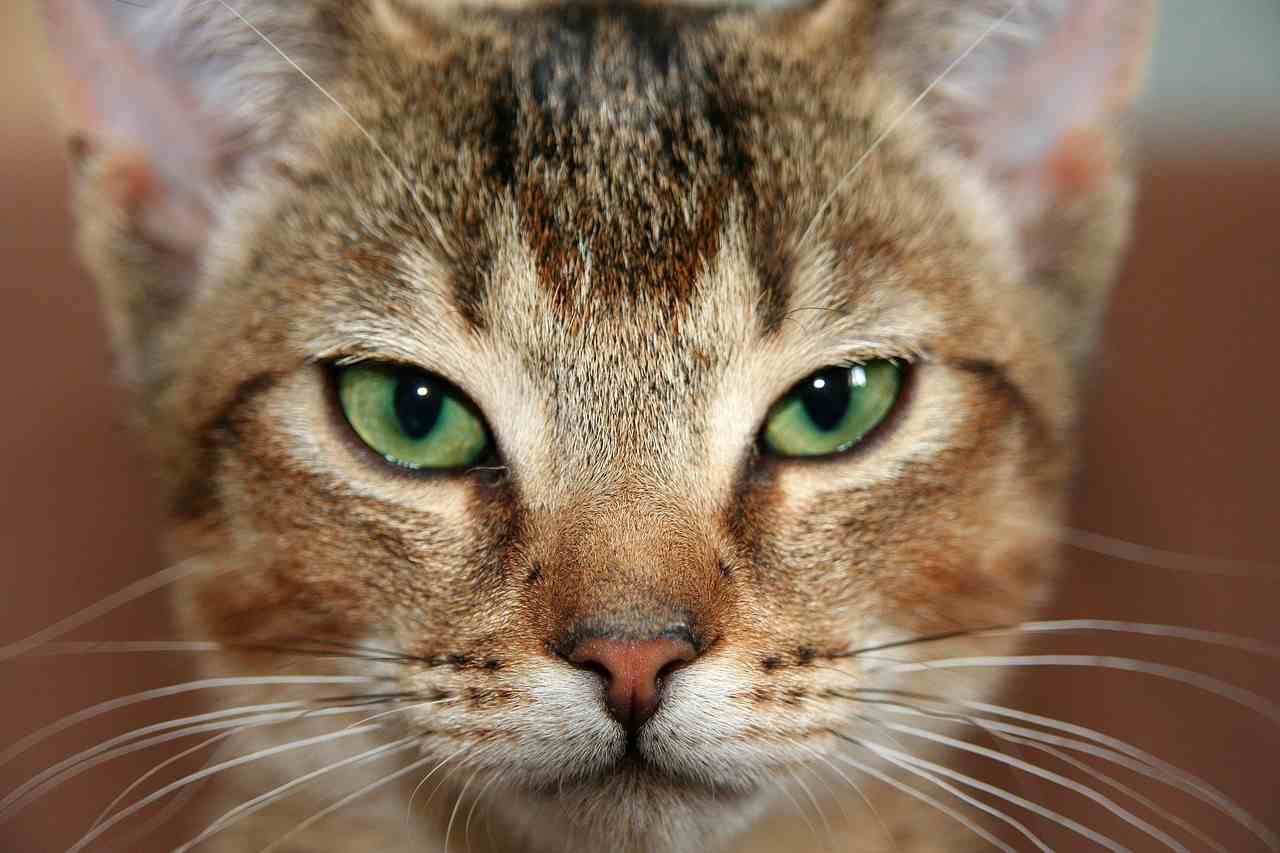 chat, chaton, abyssin, yeux de chat, chat domestique, animal de compagnie, animal, animal domestique, visage, vue